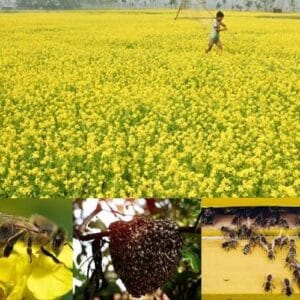 What exactly is GM Genetically Modified? Know its disadvantages and advantages GM जेनेटिकली मोडिफाइड असल में क्या बला है इसके नुकसान और फायदे क्या होंगे जानिए